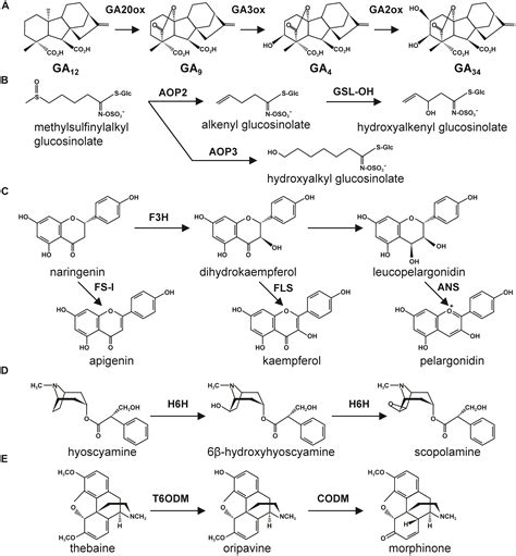 Frontiers Oxoglutarate Linking Tca Cycle Function With Amino Acid