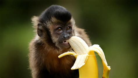 Big banana is quite ape-peeling for Bonnie the capuchin monkey | Herald Sun