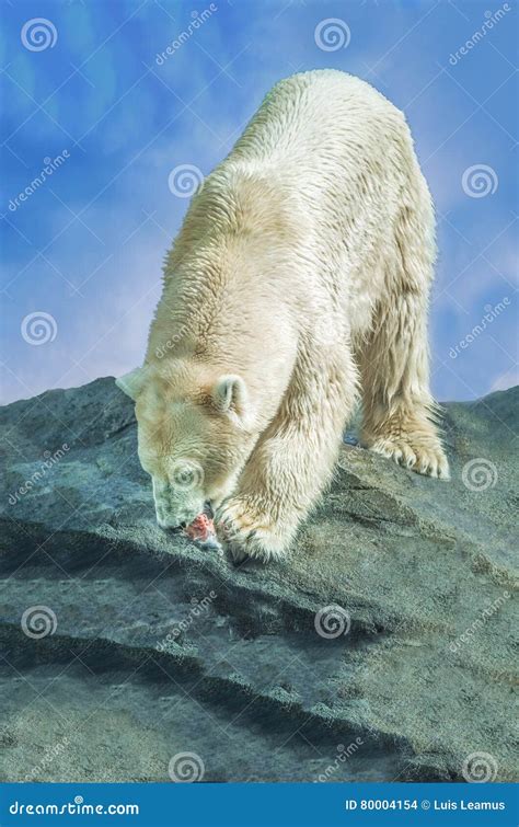 Polar bear feeding stock photo. Image of habitat, circle - 80004154