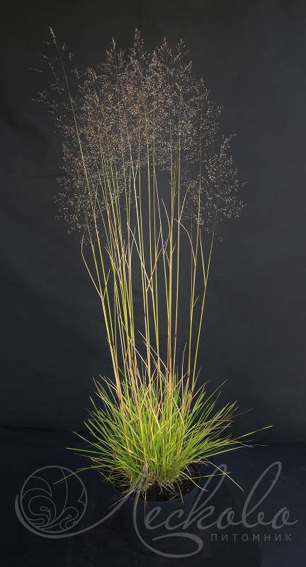Луговик дернистый (Deschampsia cespitosa `Pixie Fountain`) - Луговик ...