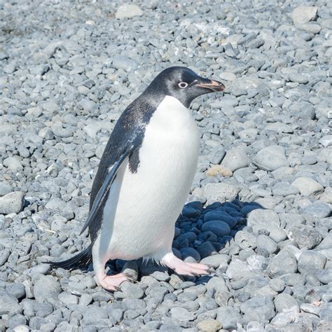 Adélie Penguins in Antarctica | Creative Photographs by Shelly Rosenberg