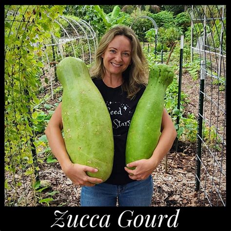 10 Giant Zucca Gourd Seeds Zucca Melon Seeds Largest Gourd In The