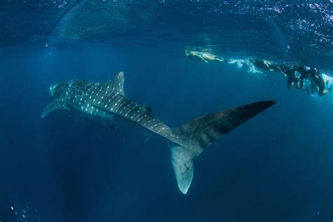 Their Spots Are Their Fingerprint Each Whale Sharks Marking Are