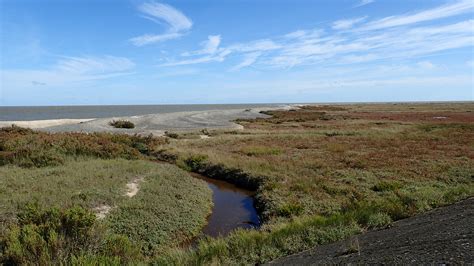 Salt Marsh Ecosystem