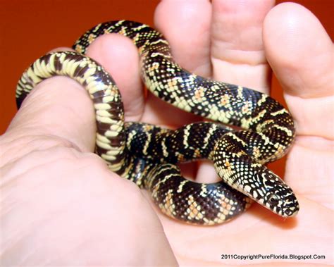 Eastern King Snake Baby