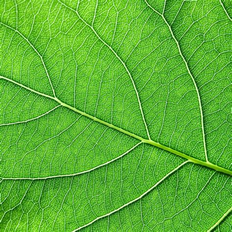 Fundo verde natural de uma folha um padrão de veias foto macro