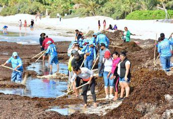 Han Llegado 10 Mil Toneladas De Sargazo A Playa Del Carmen En 4 Meses