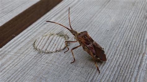 Western Conifer Seed Bug | MarkEisingBirding