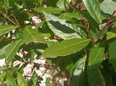 Laurel ComÚn Laurus Nobilis El Simbolo De La Victoria Plantameloencasa