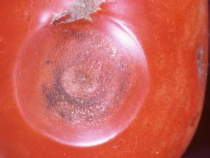 Antracnosis en fruto de tomate Plagas Agrícolas