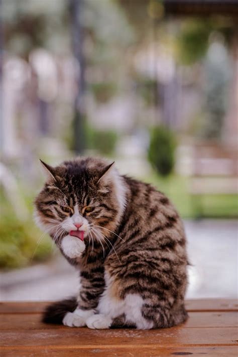 A Step-by-Step Guide: How to Stop Cat Over Grooming