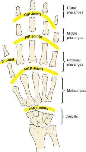 Chapter The Hand Pta Exam Flashcards Quizlet