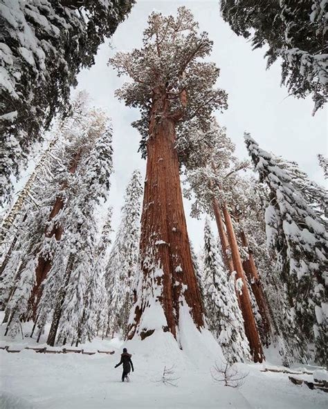 One Of The Tallest Trees In The World Photographed After A Snowstorm In