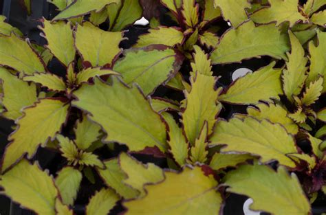 Coleus Flamethrower Spiced Curry Floral Acres