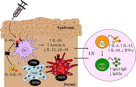 Frontiers Interleukin Receptor Alpha From Innate To Adaptive