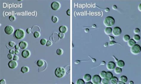 Newly Discovered Sexual Reproduction Process In Microalgae