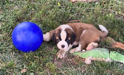 Saint Bernard Puppies For Sale In Illinois