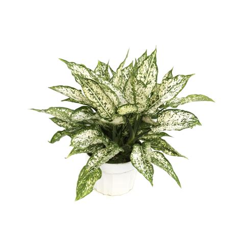 Aglaonema First Diamond Olive Hill Greenhouses