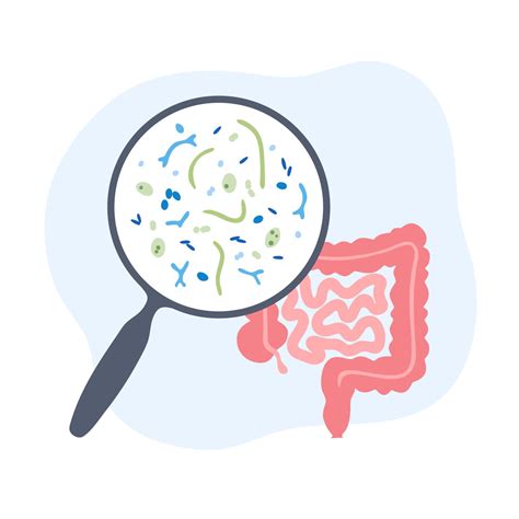 Microbiote Intestinal D Finition R Le Et Modulateurs