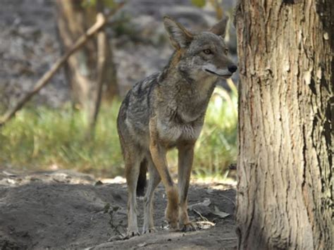 Orgullo Nacional 5 Animales Sagrados De México Elnorte