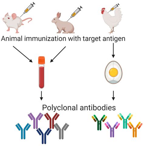 Polyclonal Antibody Production | Unit Scientific