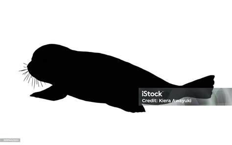 Silhouette Image Of Ringed Seal Isolated Stock Illustration Download