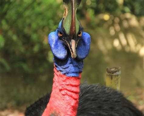 Cassowary Bird Attack