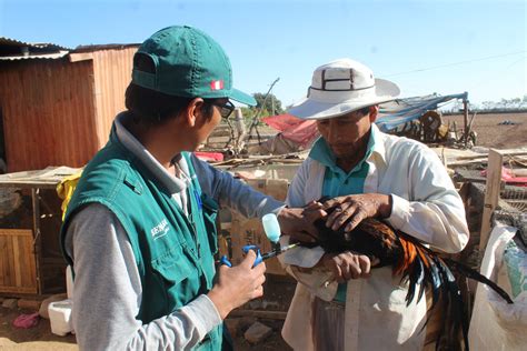 Arequipa Senasa vacunó a más de 62 mil aves contra enfermedad de