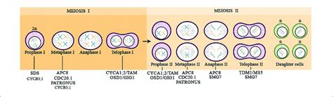 Overview Of The Meiotic Progression In Diploid Plants Highlighting