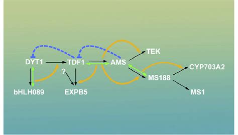 A Proposed Model Of The Interlocked Feed Forward Regulatory Loop Download Scientific Diagram