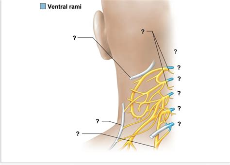 Cervical Plexus Diagram Quizlet