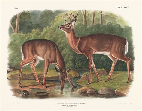 Audubon Bowen Edition Pl Common Or Virginian Deer Quadruped