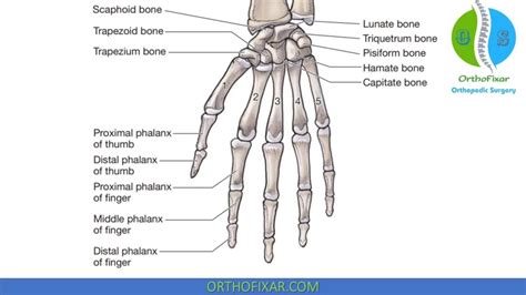 Hand Anatomy Bones Muscles Full Review OrthoFixar 2024