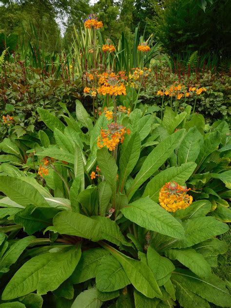 For Shade | Primula bulleyana - The Beth Chatto Gardens