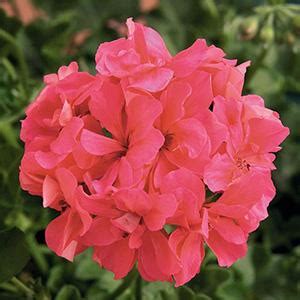 Geranium Ivy Pelargonium Peltatum Royal Salmon Lucas Greenhouses