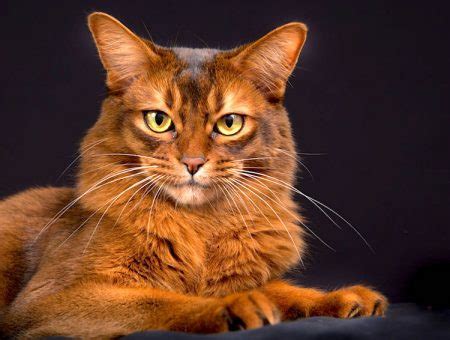 5 Things to Know About Somali Cats - Petful