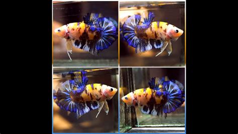 Betta Fish Fancy Yellow Tiger Blue Galaxy Koi Halfmoon Plakat Hmpk Male