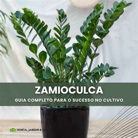 Domine O Cultivo Da Zamioculca Guia Pr Tico E Completo Horta Jardim