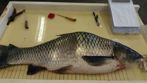 Triploid Grass Carp