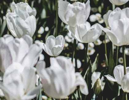 30 Types of White Flowers With Names & Pictures