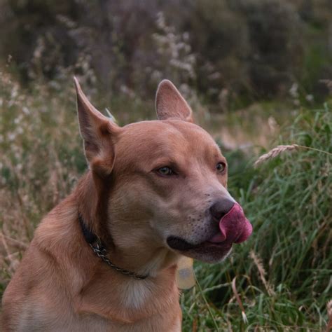 Conoce Todo Sobre La Raza De Perro Rat N De Praga Caracter Sticas