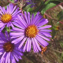 Symphyotrichum Novae Angliae New England American Aster Go Botany