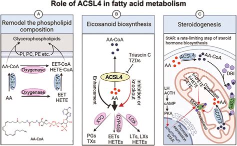 The Role Of Acsl4 In Fa Metabolism A Acsl4 Remodels The Pl Download Scientific Diagram