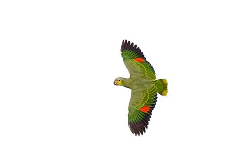 Hermosa Amazona Alada De Naranja Aislada Sobre Un Fondo Blanco Foto