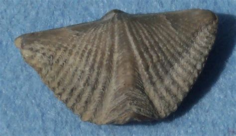 Brachiopods