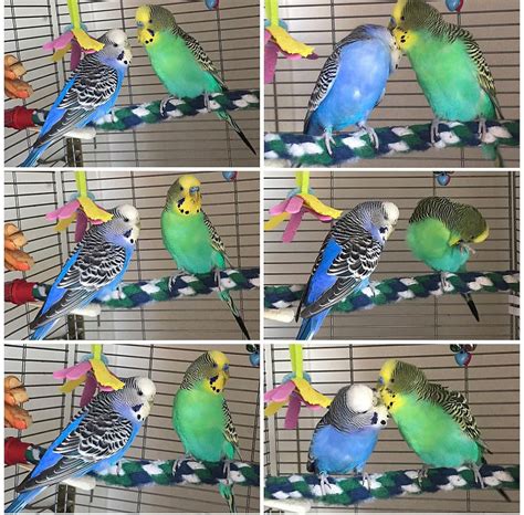 Preparing Your Budgies for Breeding: A Guide to Conditioning