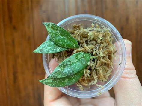 Hoya Lacunosa Royal Flush Snow Caps Unrooted Etsy