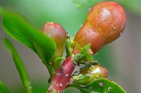 Identify And Control Pomegranate Pests And Diseases