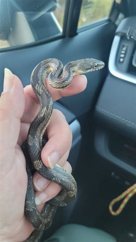 Eastern Gray Ratsnake Complex From Wheeler County Us Ga Us On October