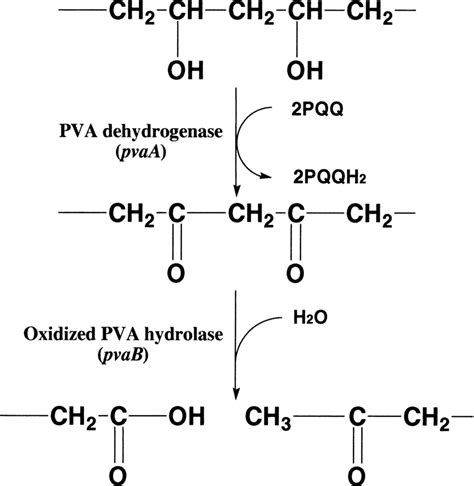 Proposed Mechanism For Cleavage Of The Main Chain Of Pva Molecules By